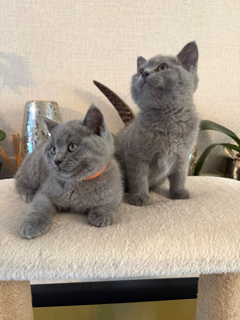 British short hair kittens