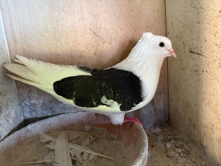 Iranian pigeons for sale Luton 