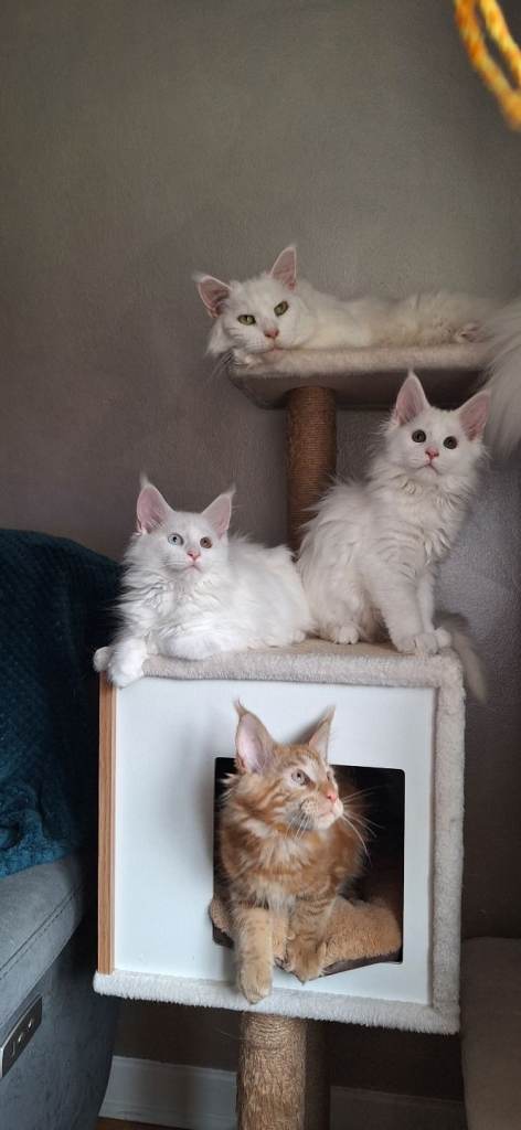 Registered Maine coon kittens available