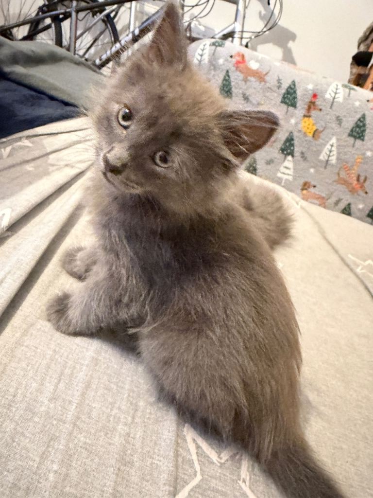Beautiful grey Kittens looking for home 