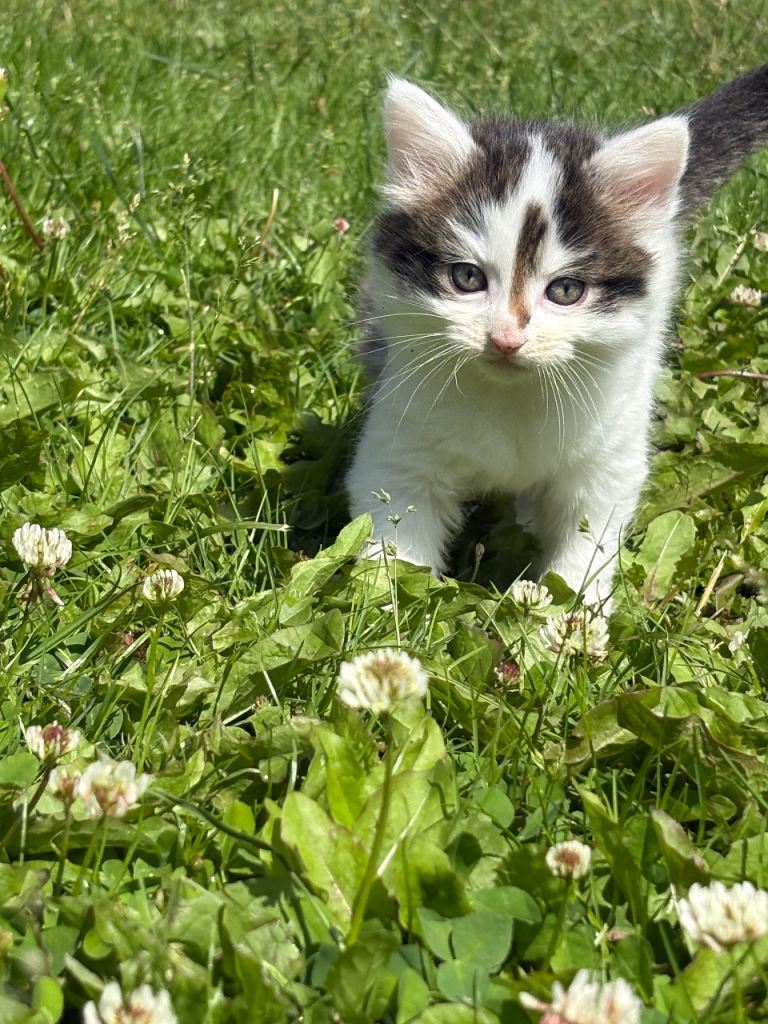 🐾 3 Beautiful Kittens Looking for Their Forever Homes 🐾
