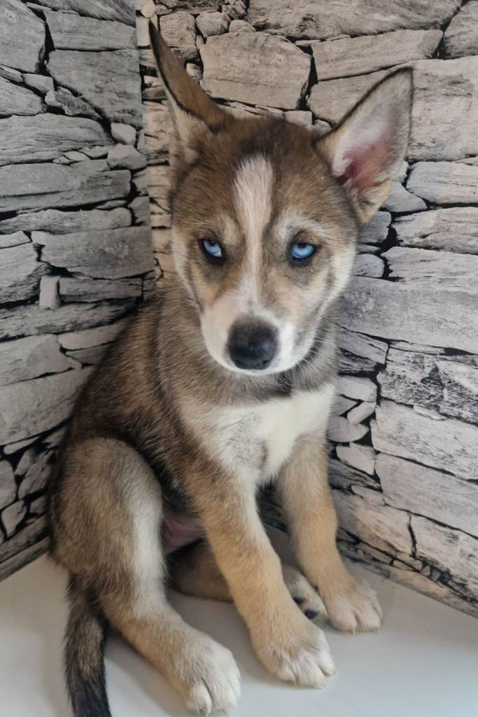 Beautiful full breed siberian husky puppies ❤️ 