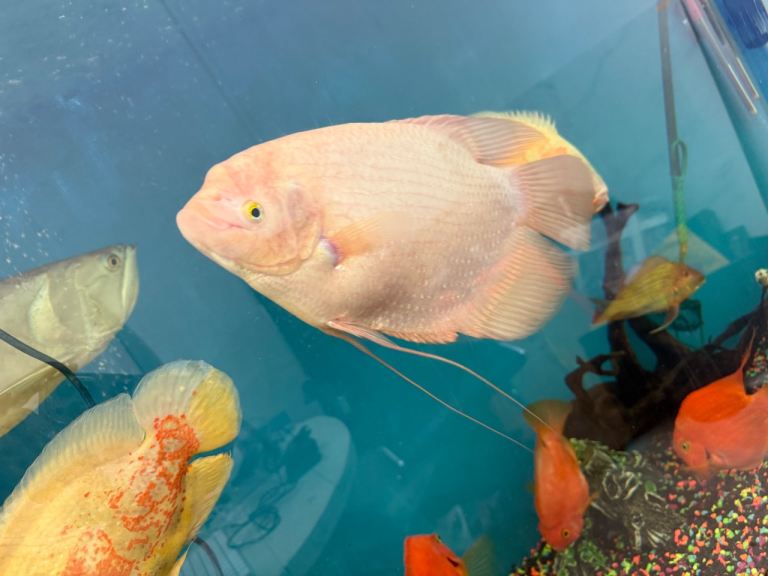 Giant Gurami 