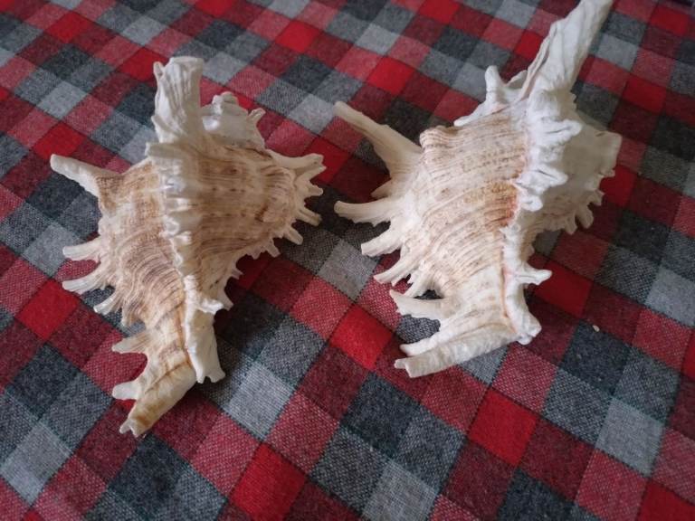Two white murex sea shells 