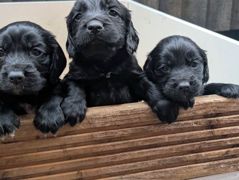 Golden retriever x Cocker spaniel 