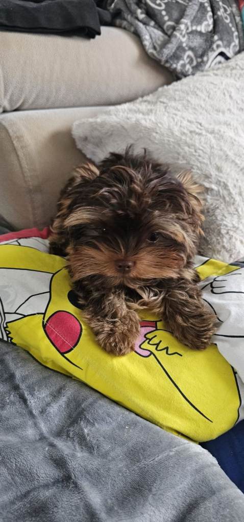 Last tine Chocolate Yorkshire Terrier boy