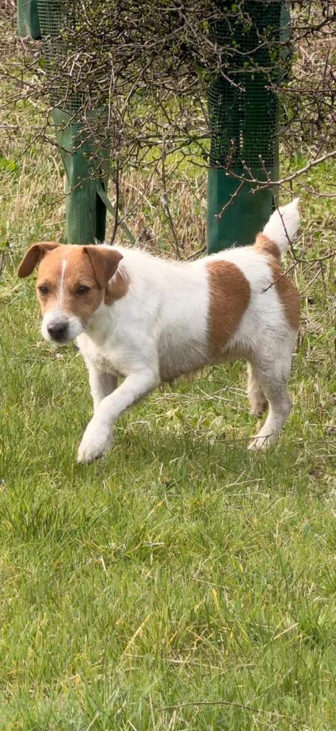 PARSONS RUSSELL TERRIER PUPPIES FOR SALE