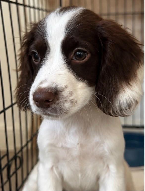 Cocker spaniels 