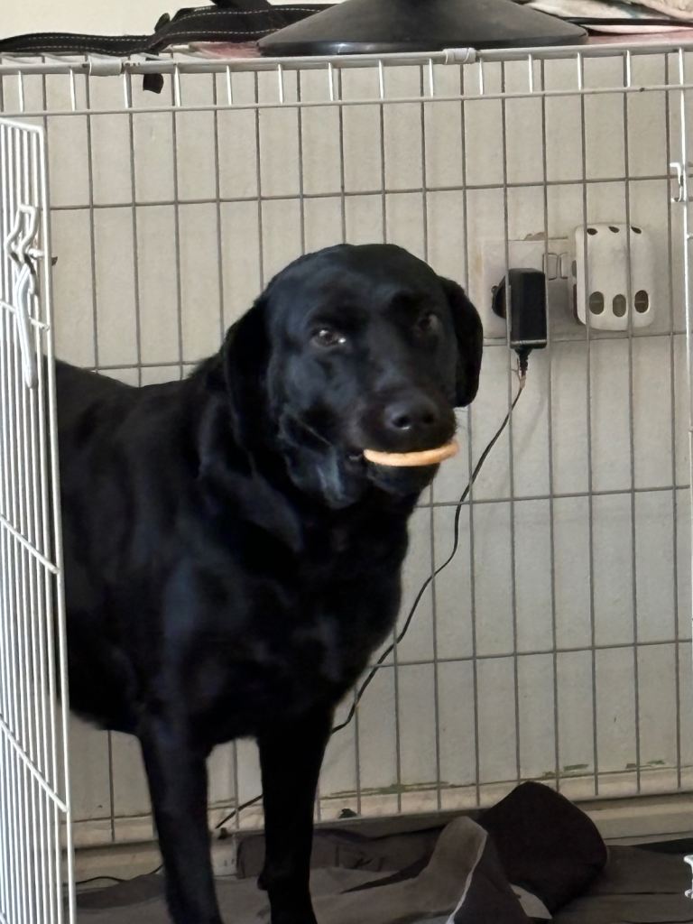Dog for rehousing 