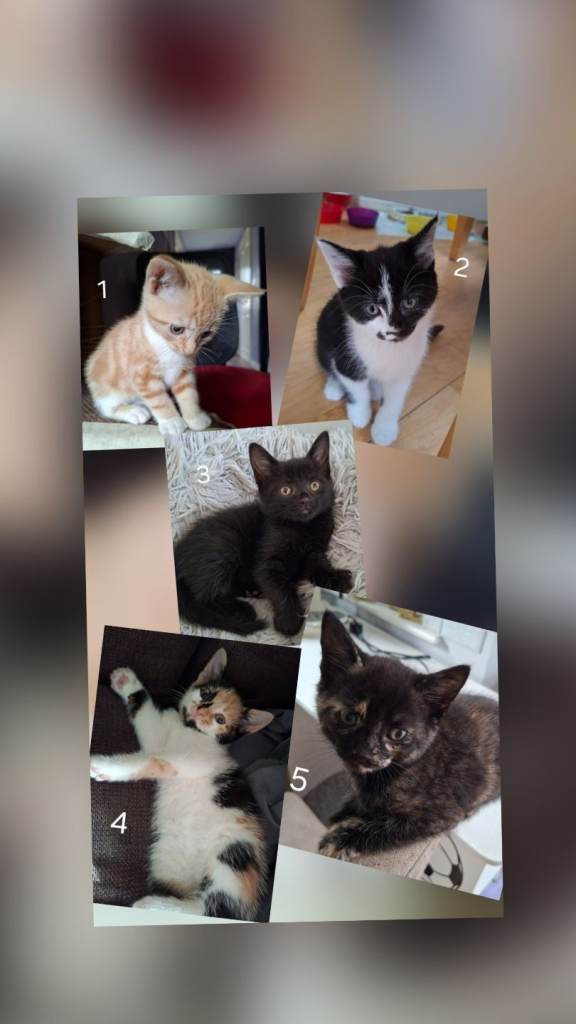 Five beautiful kittens,one male and four females. 