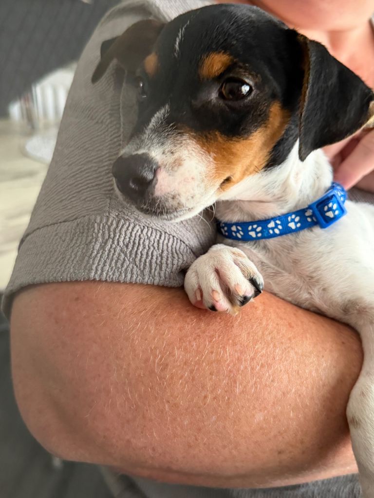 Jack Russell puppies 
