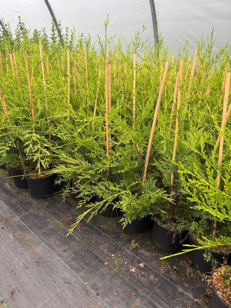 Castlewellan Gold Hedging Plants