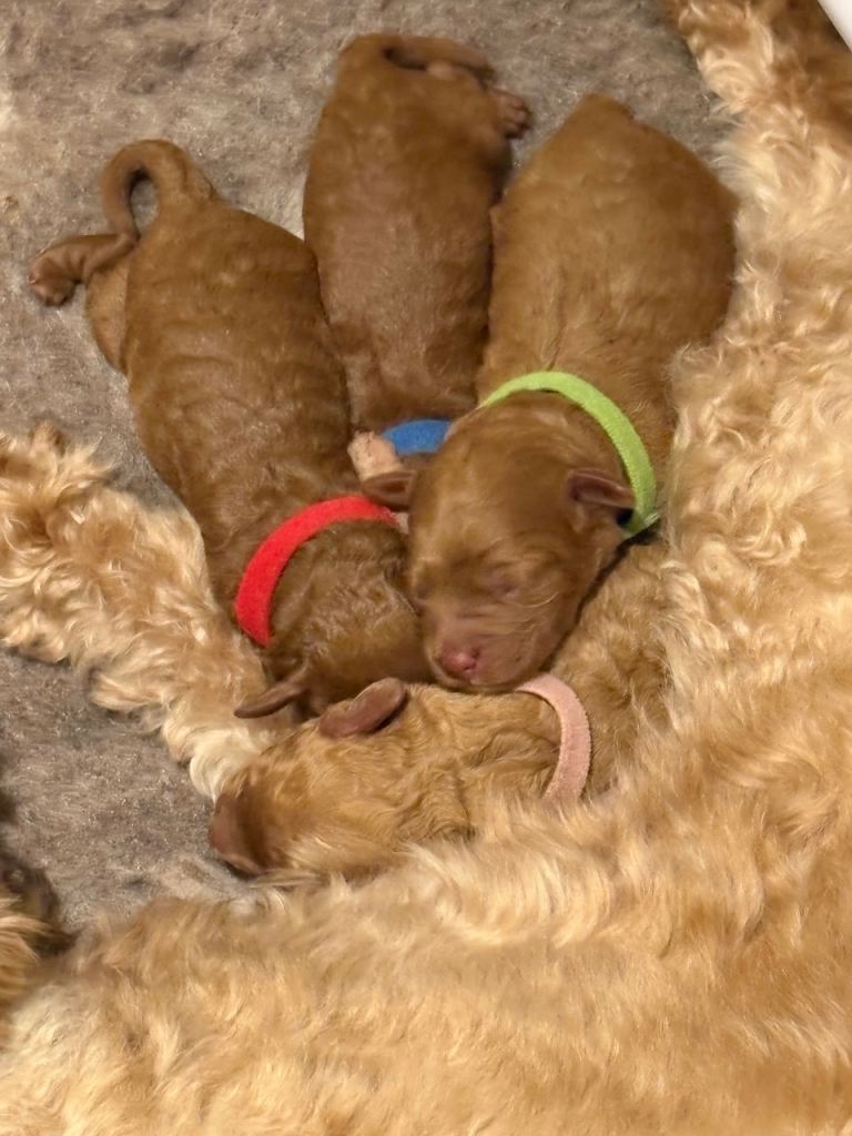 F1B Toy Cavapoos - Born 20 April 2026