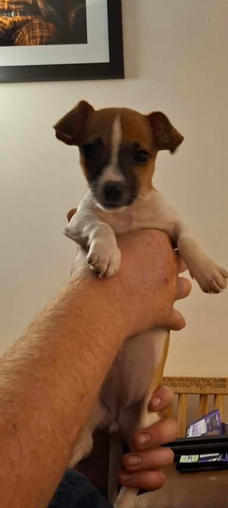 Jack Russell Bitch Pup