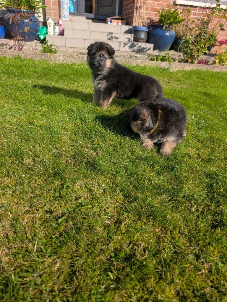 German shepherd pups. 
