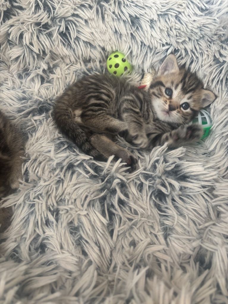 Baby boy kitten for sake 