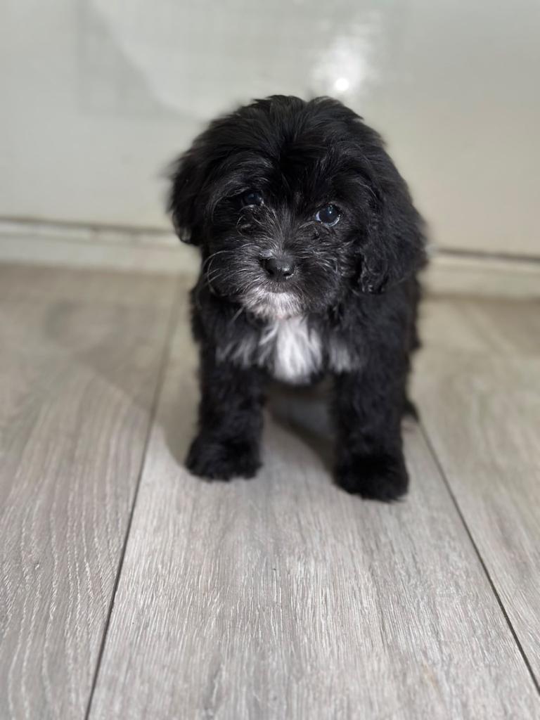 4 precious puppies looking for their forever homes