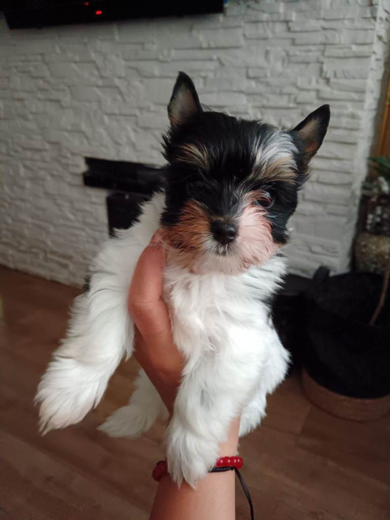 Yorkshire Terrier Biewer 