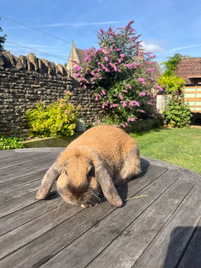 Beautiful Mini Lop bunnies, 2 boys remaining