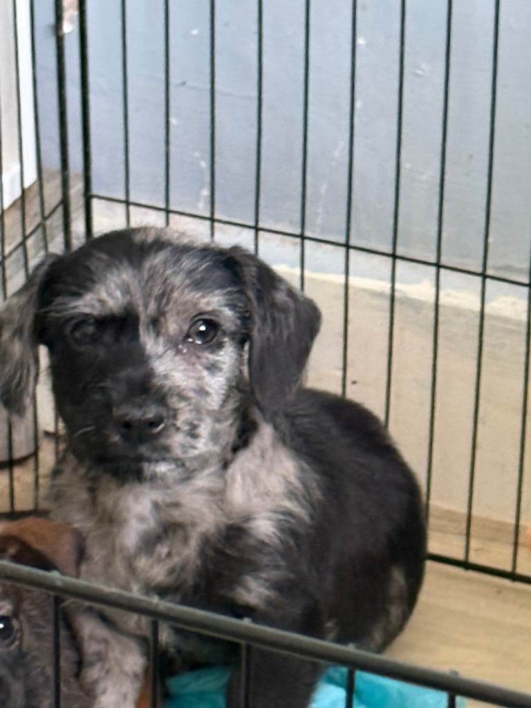 Male doxipoo