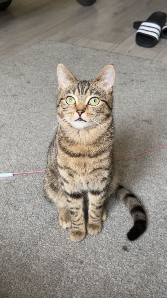 Rambo