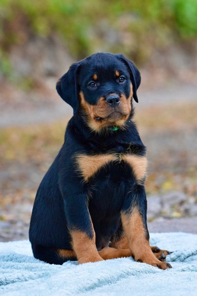 Top Class Female Available 