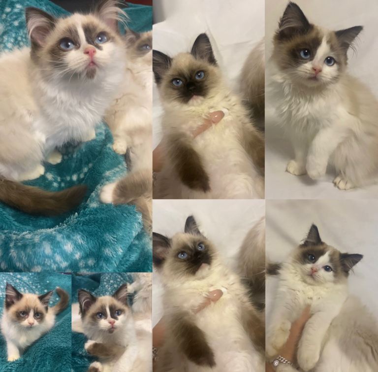 4 ragdoll kittens