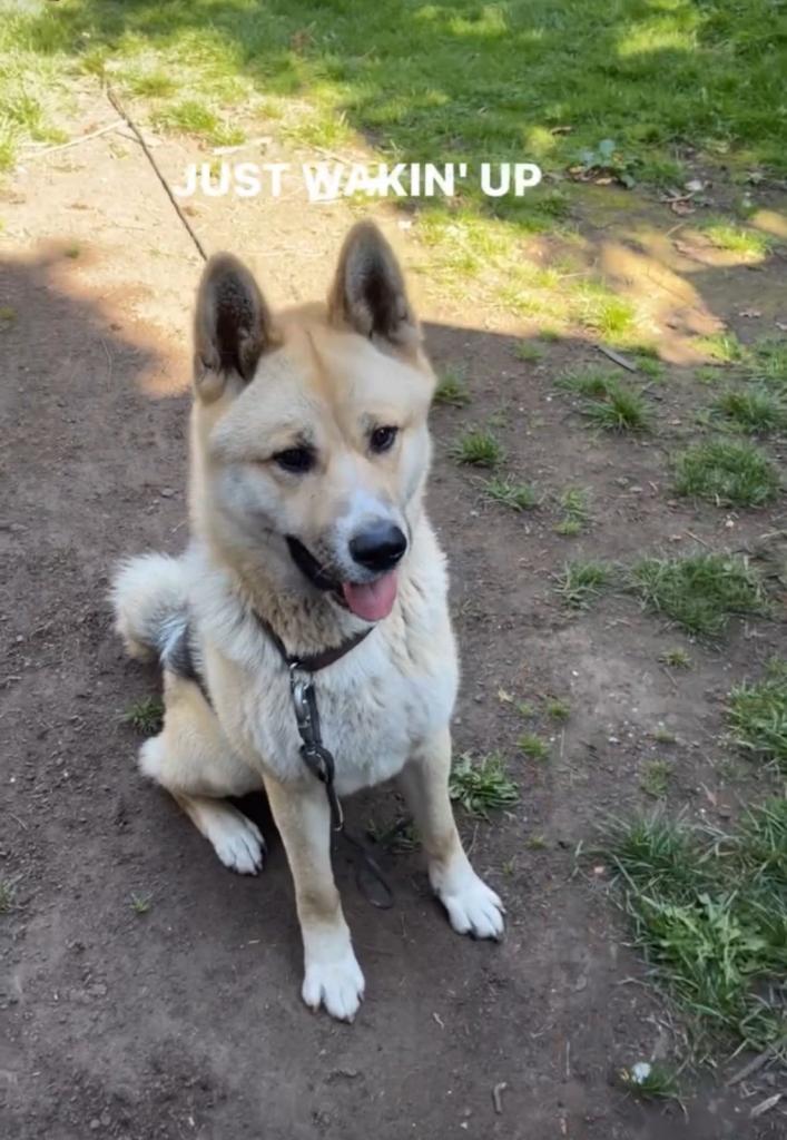 American Akita x German shepherd 
