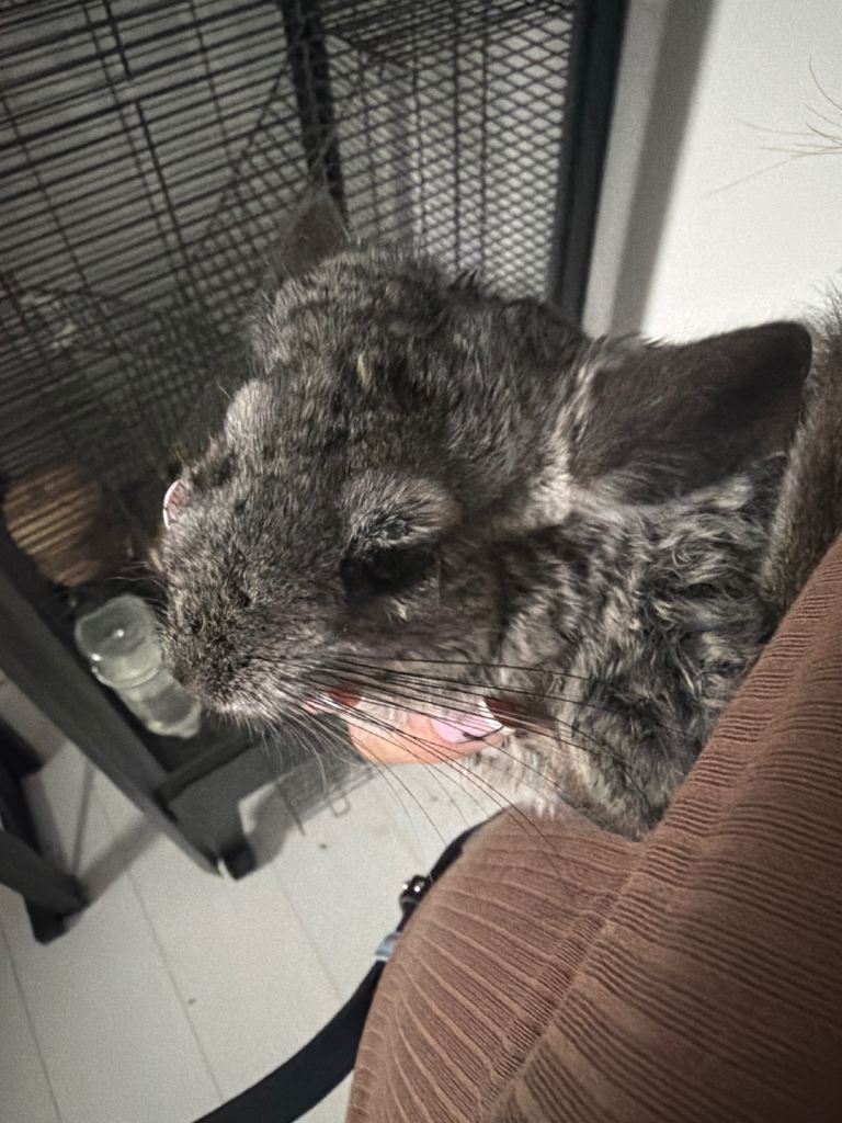 Grey Chinchilla