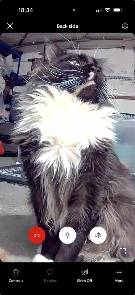  Stunning Purebred Mainecoon kittens ready now 