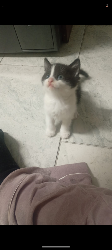 Adorable Black and White Kittens Looking for Forever Homes