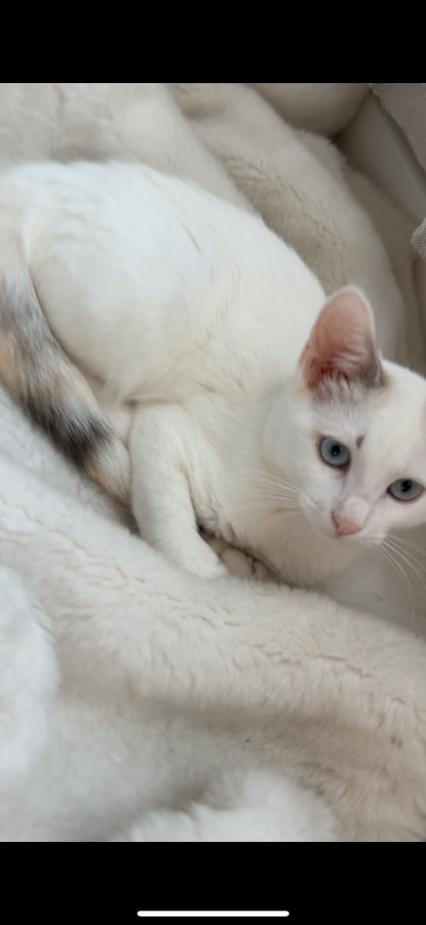 Kitten