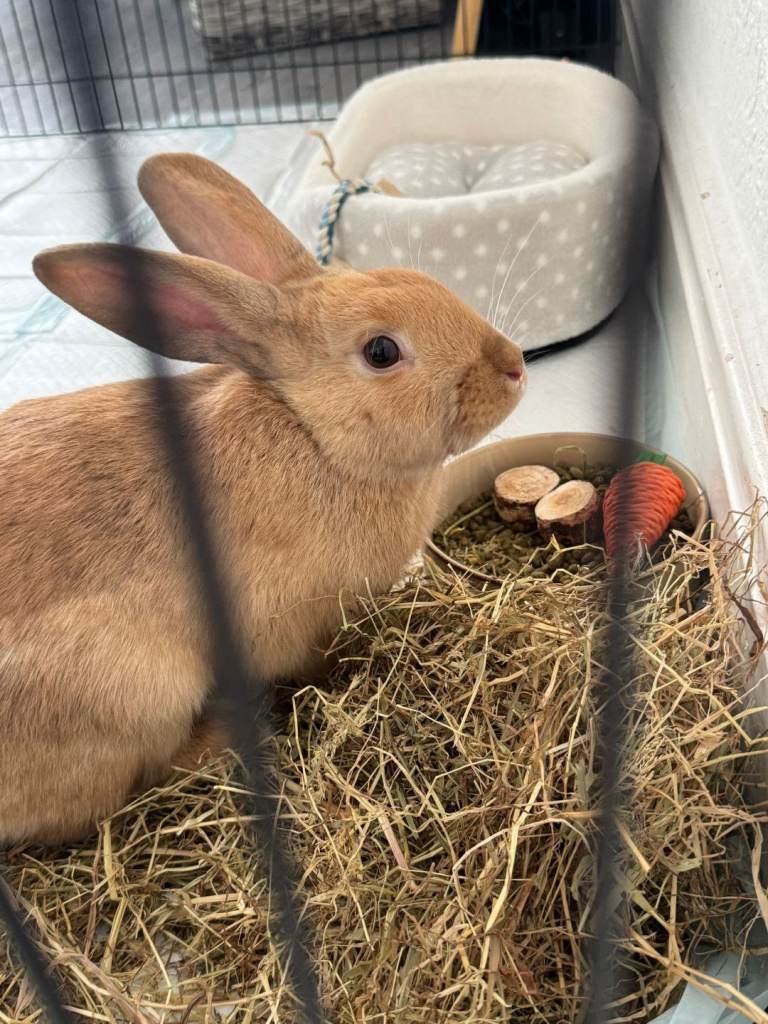 Faun domestic rabbit