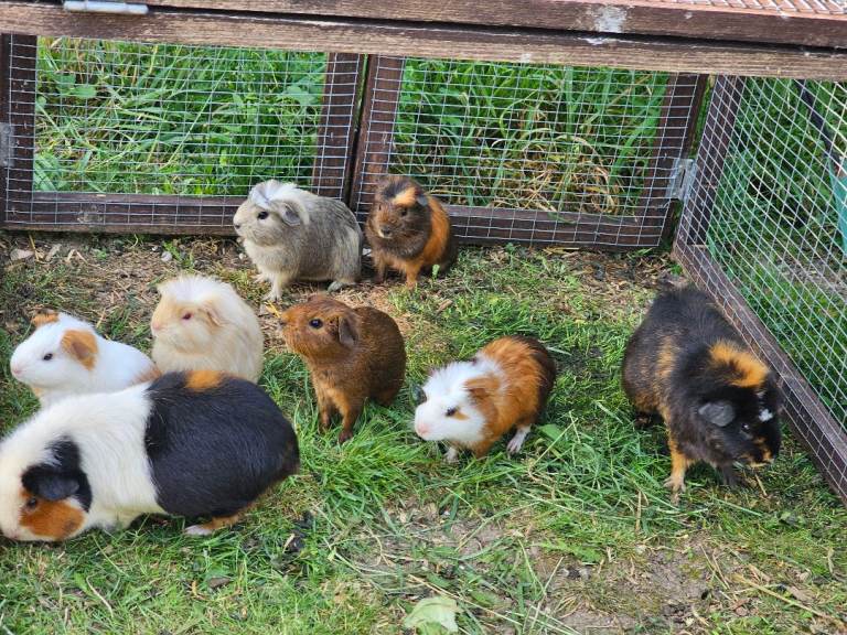 Guinea pigs babies. Girls and boys avaliable x
