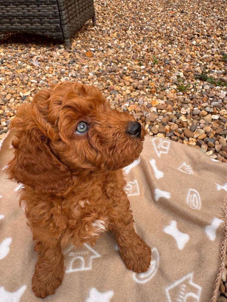 Australian Double Mini Labradoodles  - Only 2 Left!!