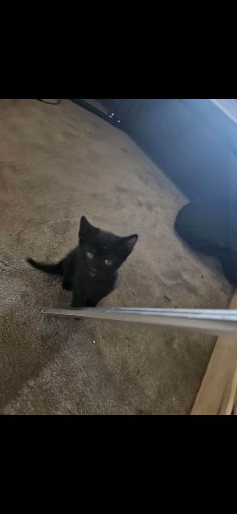 russian  blue x  kitten