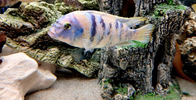 African Malawi Cichlids Large