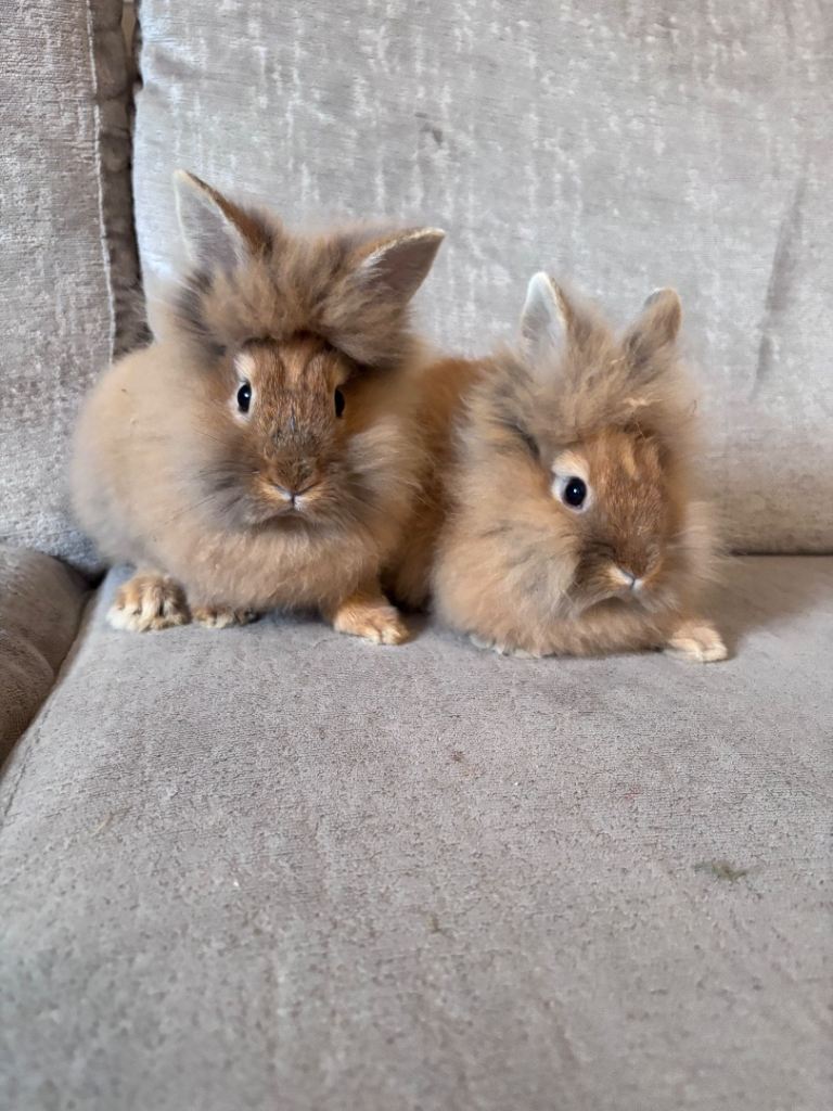 Lion head double mained rabbits 