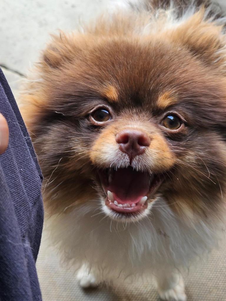 Stunning Quality Pomeranian Boy