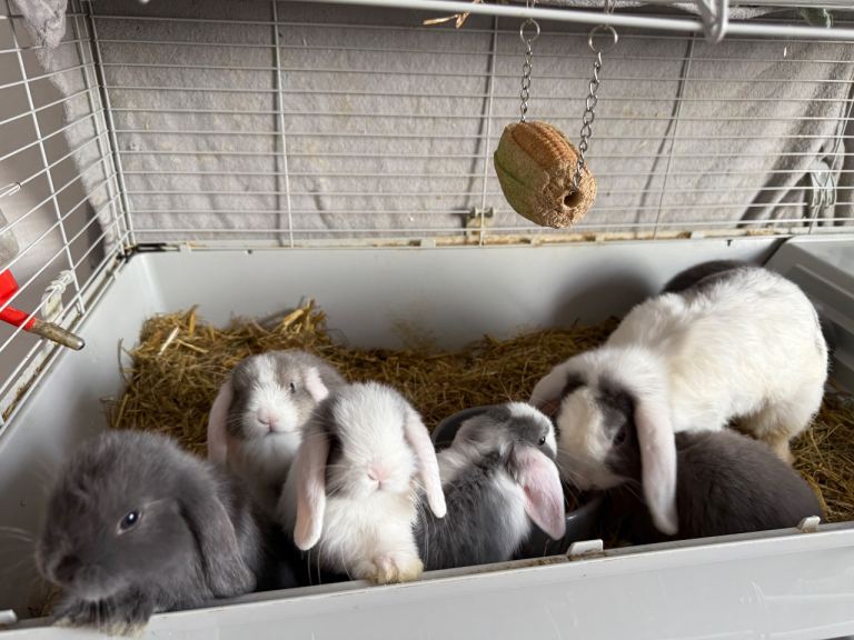 Mini lop bunnies 