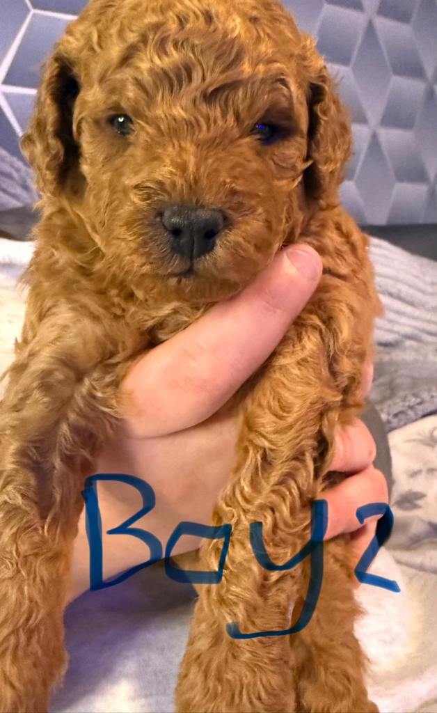 Red toy poodle puppy