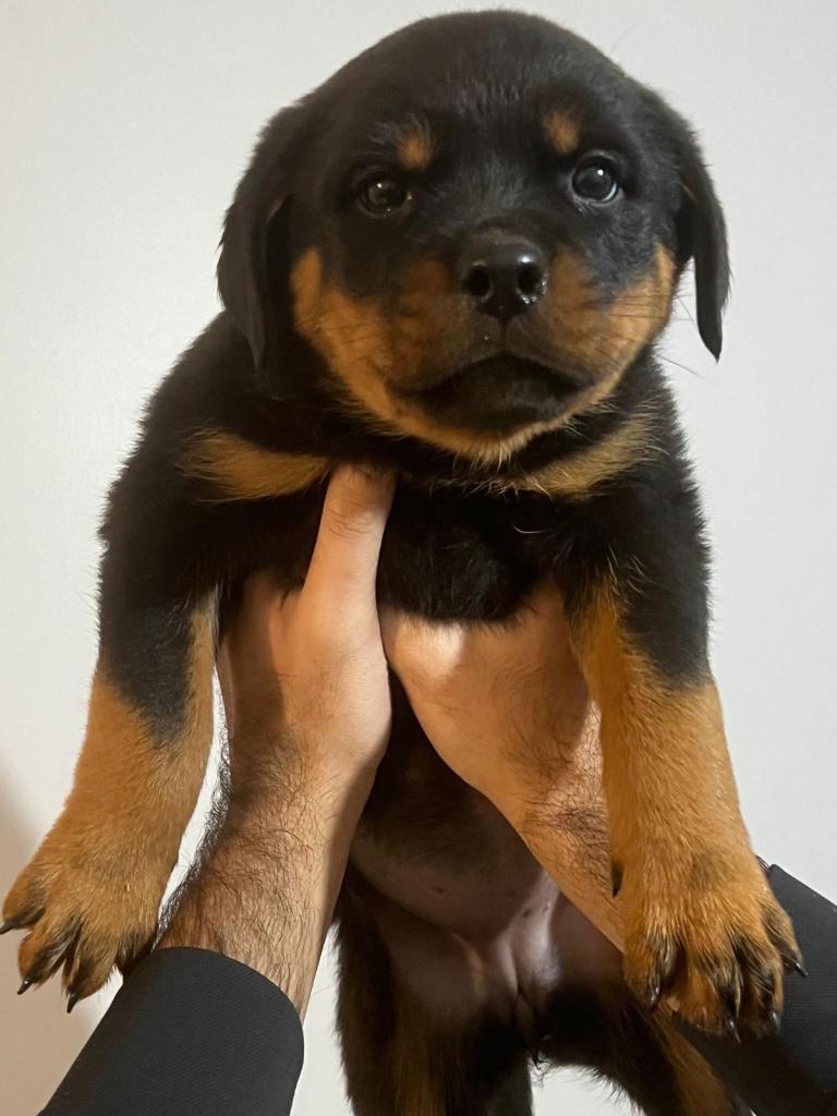 KC REGISTERED ROTTWEILER PUPPIES