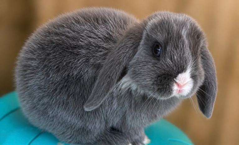 LAST BLUE EYED MINI LOP 👀