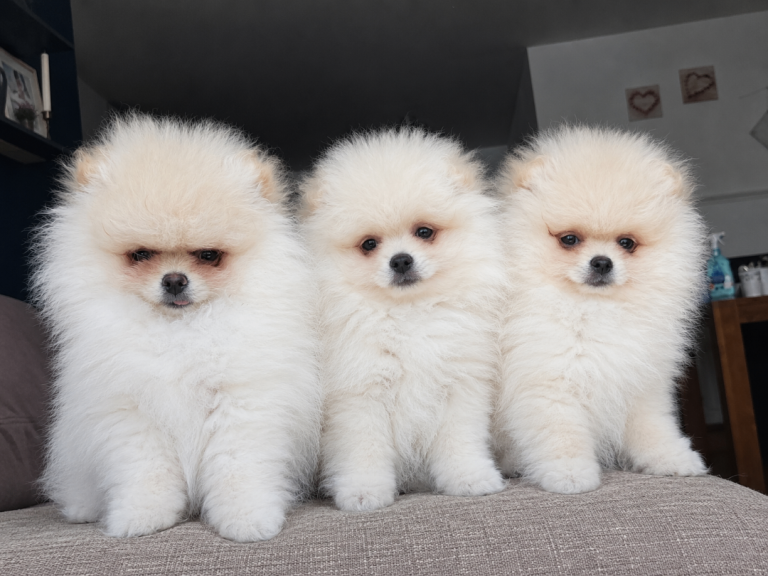 ✨KCRegistered ✨️ Teddy Bear Pomeranian Puppies 🐾
