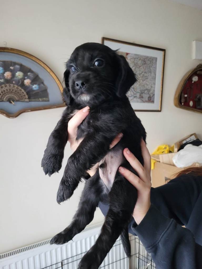 🐶 Cocker Spaniel Puppies for Sale 🐶