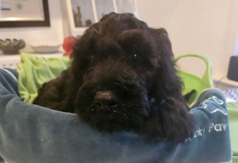 STUNNING SPROODLES PUPPIES FOR SALE 