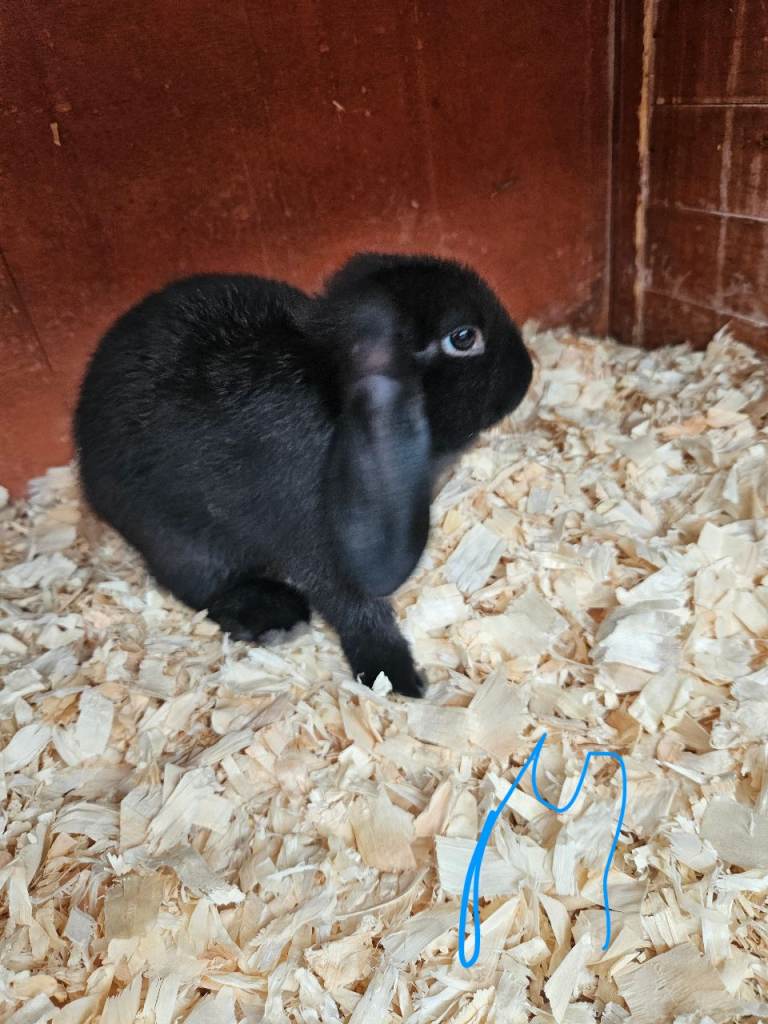 Mini lop x american blue 
