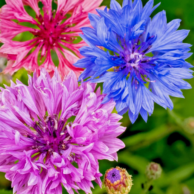 1400x Double Cornflower Frosty Mix Seeds