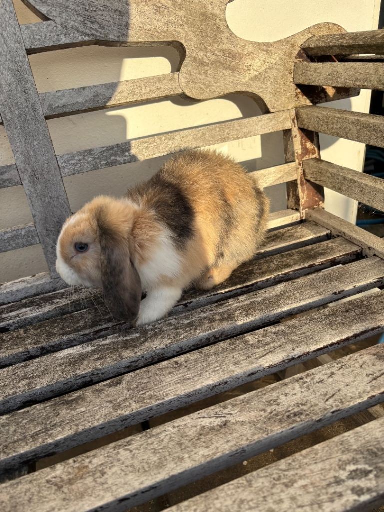 Rabbits 