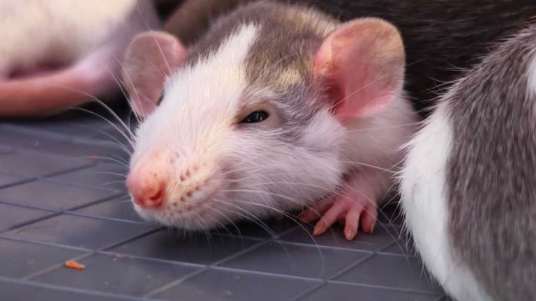 ONLY 4 GIRLS LEFT! £40 . Gorgeous fancy dumbo rats